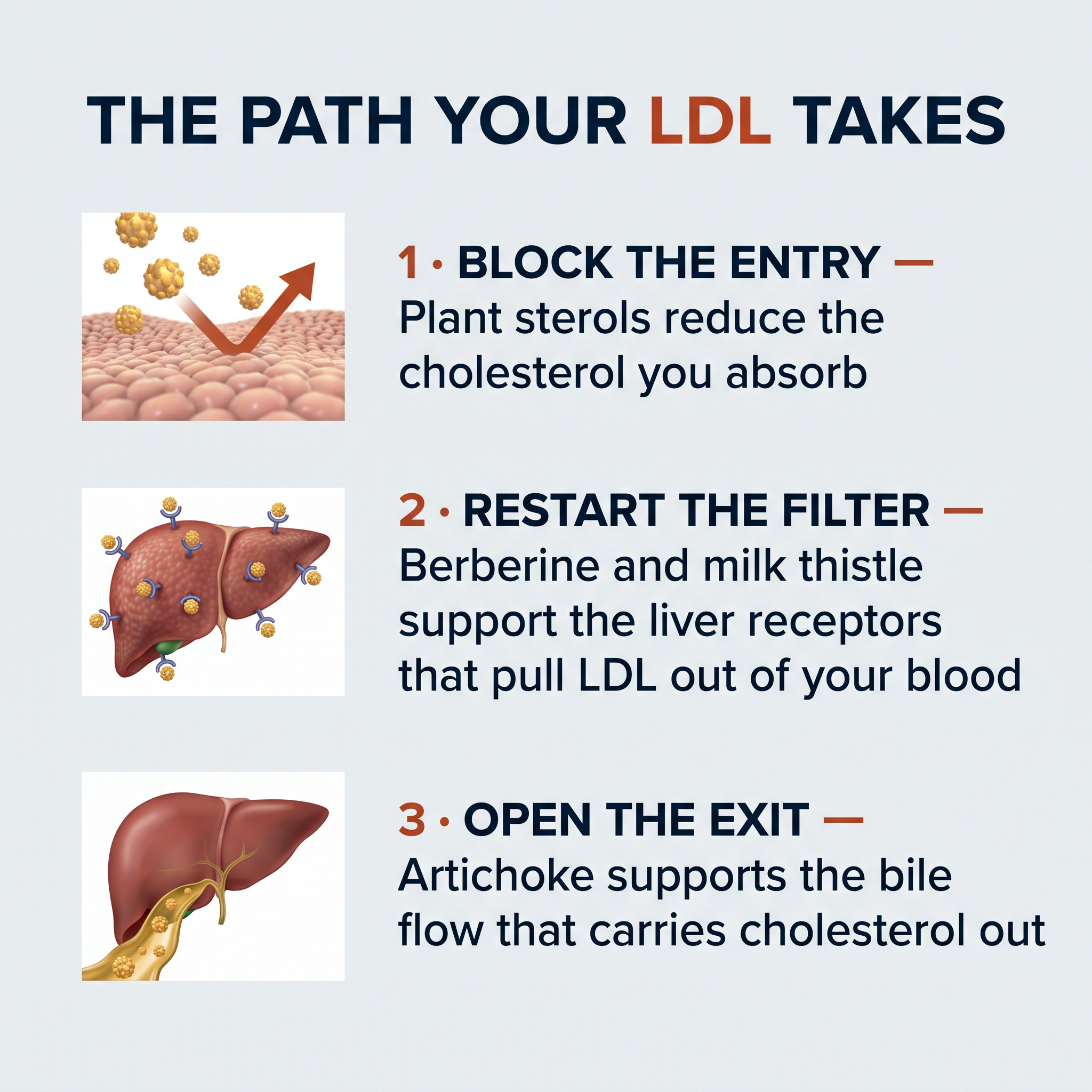 The path your LDL takes: block the entry, restart the filter, open the exit